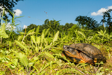 Wall Mural - North American Wood Turtle (Glyptemys insculpta)