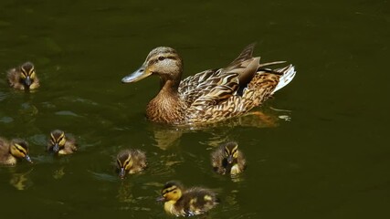 Poster - wild duck swims with ducklings on the river. natural sound