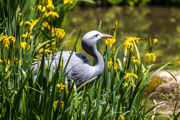 The Blue Crane, Grus paradisea, is an endangered bird