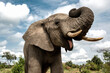 © Greatstock - Close-up of an adult elephant in Bela Bela, Limpopo