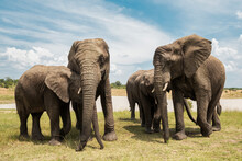 Adult Elephants Standing Near The Watering Hole In Bela Bela, Limpopo