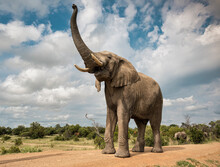 Portrait Of An Adult Elephant In Bela Bela, Limpopo