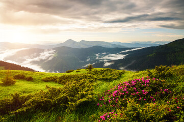 Canvas Print - Scenic landscape in summer day with green alpine meadows. Carpathian mountains, Ukraine.