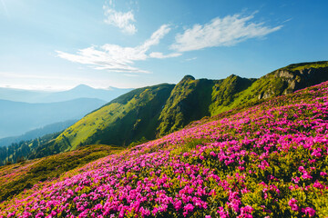 Fotobehang - Splendid landscape in sunny summer day with pink rhododendron flowers. Carpathian mountains, Ukraine.
