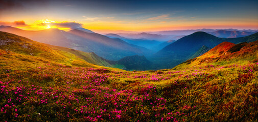Fotomurali - Attractive summer sunset with pink rhododendron flowers. Carpathian mountains, Ukraine.