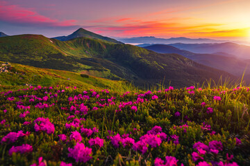 Sticker - Attractive summer sunset with pink rhododendron flowers. Carpathian mountains, Ukraine.