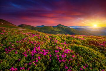 Fotobehang - Picturesque summer sunset with rhododendron flowers. Carpathian mountains, Ukraine.