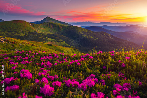 Fototapete - Attractive summer sunset with pink rhododendron flowers. Carpathian mountains, Ukraine.