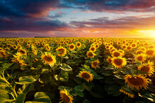 Splendid Scene Of Vivid Yellow Sunflowers In The Evening. Ukraine, Europe.