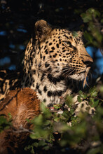 Close Up View Of A Leopard Who Has Taken It's Prey Into The Tree To Keep Away From Other Predators