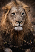 Portrait Of A Male Lion Sitting And Resting In The Xidulu Private Lodge, Limpopo