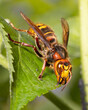 front view of single european hornet ( Vespa crabro ) sitting on a green leaf