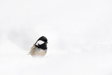 Wall Mural - Bird on snow, the Coal tit (Periparus ater)