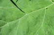 Texture of large green burdock for backgrounds