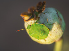 Closeup Of Young Shield Bug (Palomena Sp.) Sitting On Green Poppy Seed Head (seed Capsule)