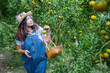 Asian middle age woman gardener picking organic orange in a orange orchard, harvesting ripe orange crop. Agriculture harvesting and plantation concept.