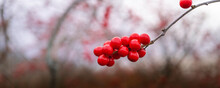 Winterberry Holly Or Ilex Verticillata Fruits In Winter. Vibrant Red Berries In The Wilderness. Abstract Nature Backdrop With Clusters Of Wild Berries On Blurred Meadow Background.