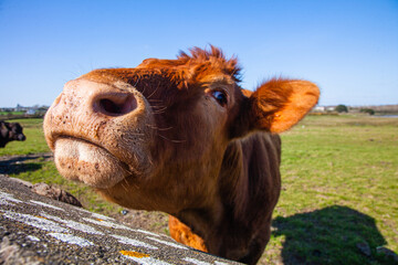 Wall Mural - portrait of a cow