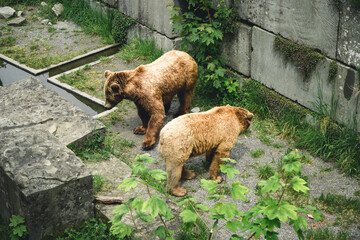 Wall Mural - European brown bears in Bern Bear (Bären Park) in Bern, Switzerland