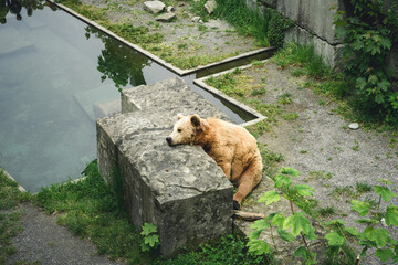 Wall Mural - European brown bear in Bern Bear (Bären Park) in Bern, Switzerland