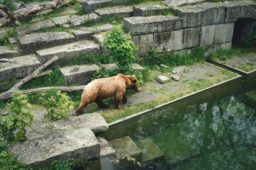 european brown bear in bern bear (bären park) in bern, switzerland