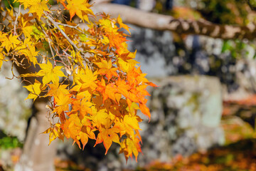 beautiful autumn colorful yellow maple leaves with blurred background and during sunrise at morning in autumn season from Kyoto, Japan, nature background, international travel concept