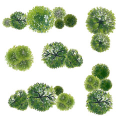 Wall Mural - vector of abstract watercolor tree top view isolated on white background for landscape plan and arch