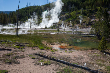 Wall Mural - Artists Paint Pots and Blood Geyser hot spring overlook in summer, Yellowstone National Park Wyoming.