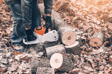 Poster - Cutting trees with an electric saw in autumn in the woods. Bars of trees. View of the slice.