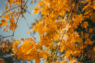 Poster - Bright yellowed maple leaves on  background of blue sky. Fall background. Ecological problems.