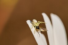 Goldenrod Crab Spider (Misumena Vatia) Eats A Fly On A Daisy Flower. Macro. High Resolution.