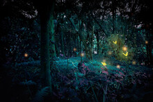 Fantasy Forest At Night With Butterflies.