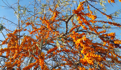 Canvas Print - sea-buckthorn branches with ripe berries against the blue sky