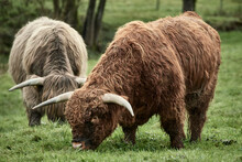 Close-up Of Two Scottish Highland Cows Grazing In Green Pasture. Horned Beef Cattle At Farm. 