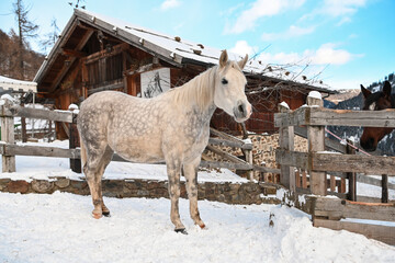 Poster - cavallo arabo neve 