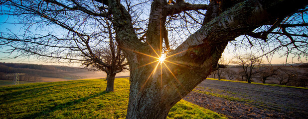 Wall Mural - Tree trunk and early morning sunrise in spring