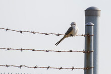 Scissor-tailed Flycatcher (Tyrannus Forficatus), Also Known As The Texas Bird-of-paradise And Swallow-tailed Flycatcher