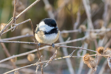 Poster - black-capped chickadee in winter