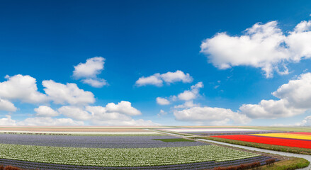 Wall Mural - Panorama of a field of tulips