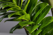 Background With De Focused Green Leaves Of Zamioculcas Zamiifolia Full Frame. Water Droplets On Inner And Outer Sides Of ZZ Plant Leaves