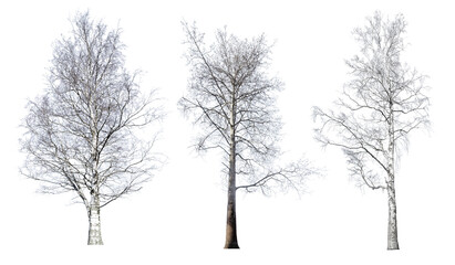 Wall Mural - three large bare trees isolated on white