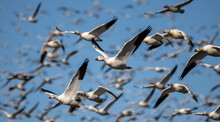 Flight Of A Group Of Canadian Snow Geese On The Chateauguay River