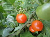 Fototapeta Kuchnia - Close up of little ripe tomatoes with blur background.