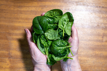 Wall Mural - fresh spinach leaves in elderly woman's palms on wooden background