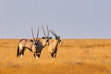 Three beautiful oryxes in Namibia.