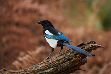 Canvas Print - Eurasian magpie or common magpie (Pica pica)