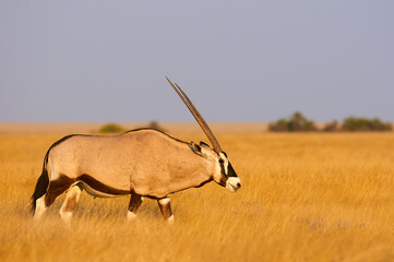 Wall Mural - Gemsbok, Oryx gazella, in the African savannah.