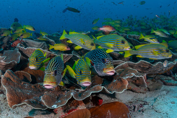 Sticker - Indonesia, West Papua, Raja Ampat. School of diagonal-banded fish.