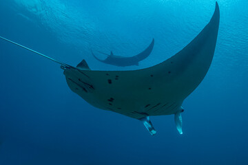 Sticker - Indonesia, West Papua, Raja Ampat. Underneath two manta rays.