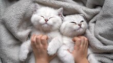 Children's Hands Stroke And Scratch Two White Fluffy And Cute Kittens Of The British Breed On A Gray Blanket Sleep And Relaxing